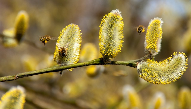 Pollenallergie