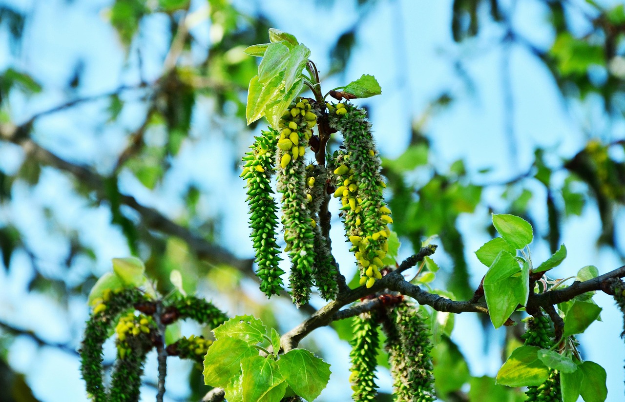 Wenn es mal wieder juckt! agrimony, aspen, populus tremula, inflorescence, tree, shrub, bee pollen, spring, leaf, nature, plant, drive out, aspen, aspen, aspen, aspen, aspen, populus tremula, populus tremula, populus tremula