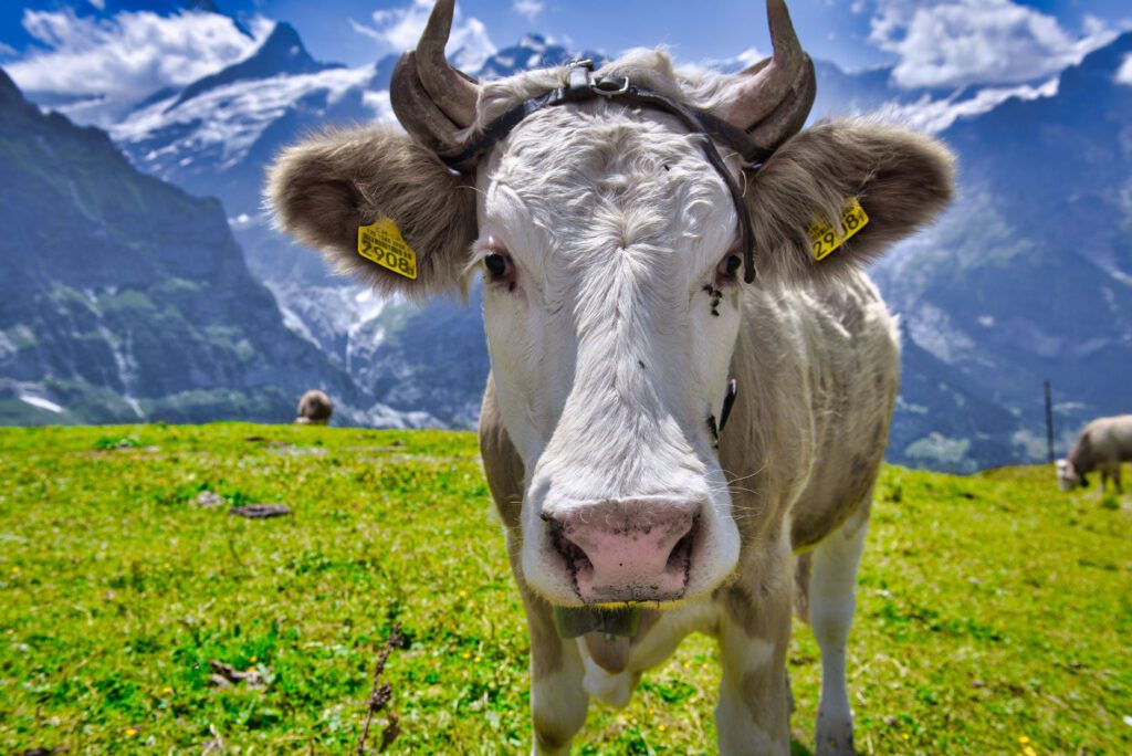 Close-up of a cow with ear tags in a lush alpine pasture in Grindelwald, Switzerland.
