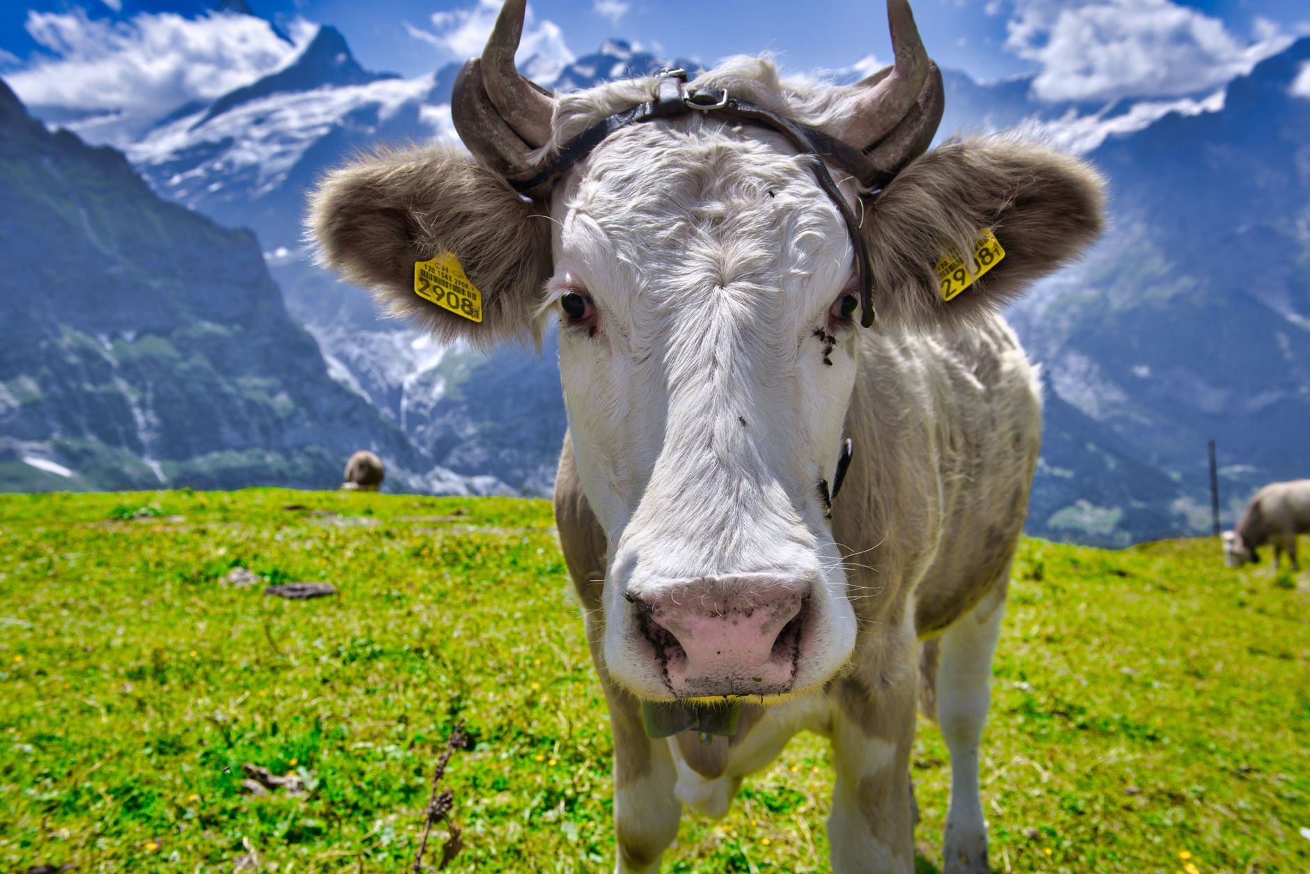 Close-up of a cow with ear tags in a lush alpine pasture in Grindelwald, Switzerland.